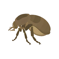 人蚤